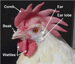 ouvido-galinha