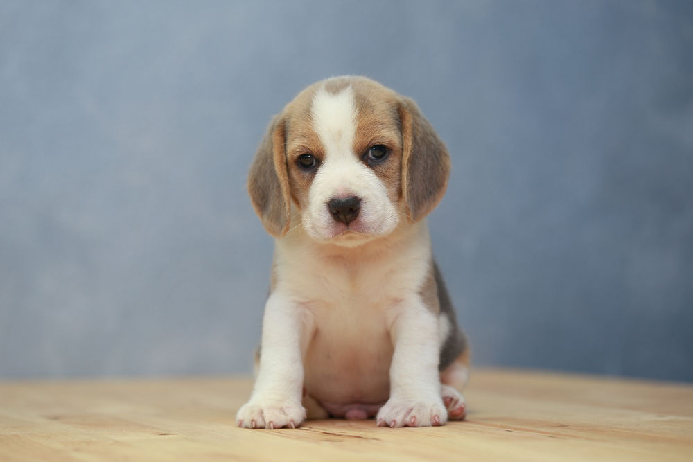 Animais fofinhos kawaii comemoram o dia dos namorados