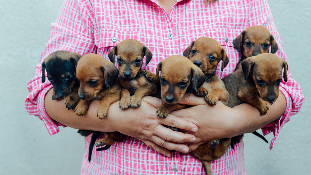 Derreta-se com os animais de estimação mais fofos do mundo