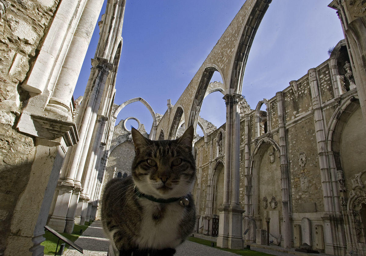 Cat looks on under ruins of Convento do Carmo church in Lisbon