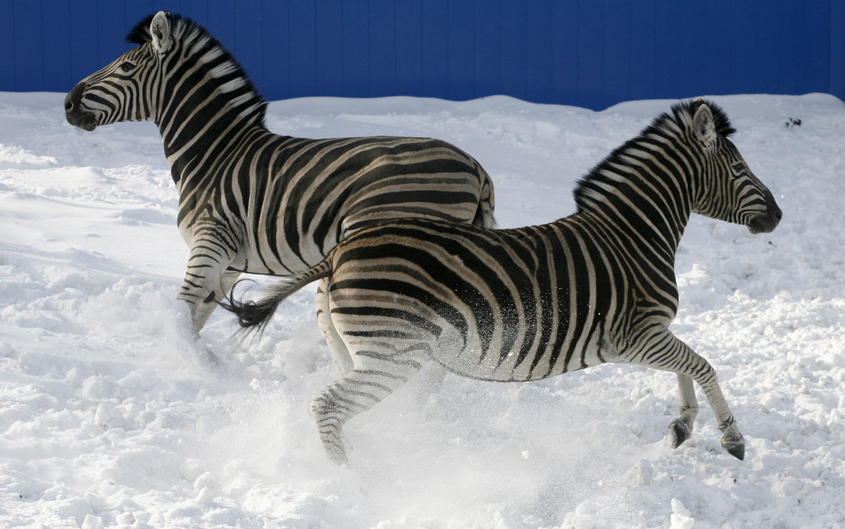 Duas zebras, a fêmea Zizi (à frente) e o macho Moryachok, correm na neve no zoo Royev Ruchey, nos subúrbios de Krasnoyarsk, Rússia (REUTERS/Ilya Naymushin)