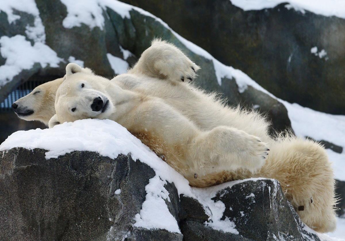 Dois ursos polares a descansar na neve no zoo de Schoenbrunn, em Viena, Áustria (REUTERS/Heinz-Peter Bader)