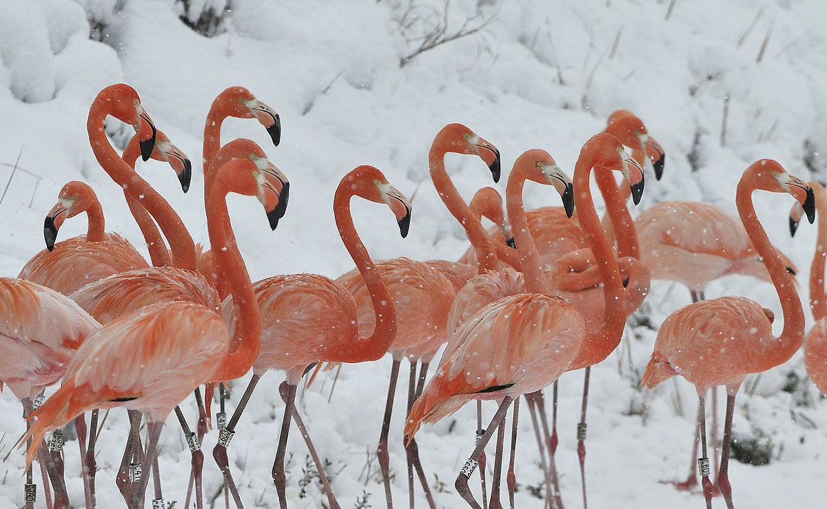 A neve cai sobre um grupo de flamingos no zoo de Hefei, na província chinesa de Anhui (REUTERS/Stringer)