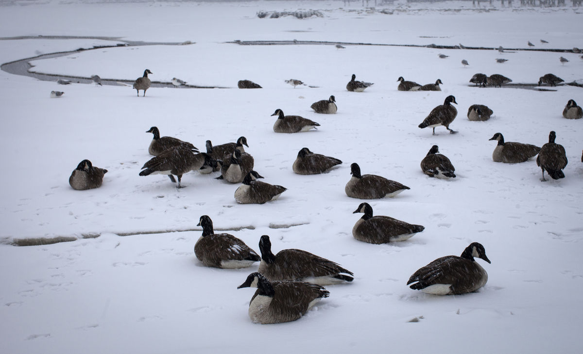 Gansos-docanadá no gelo no rio Hudson, nos subúrbios de Nova Iorque, em Nyack (REUTERS/Mike Segar)