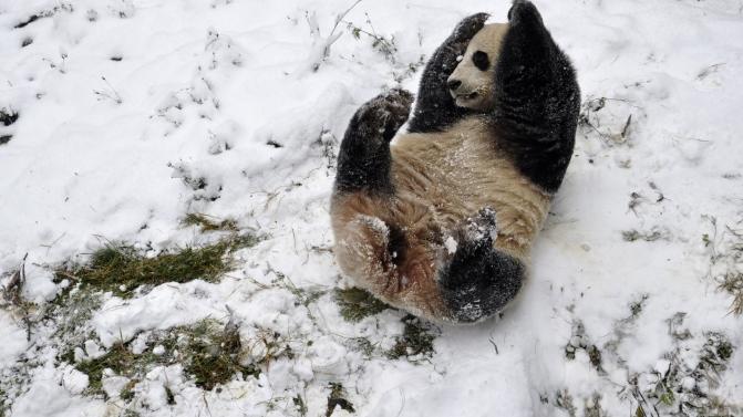 Um panda gigante brinca na neve no zoo em Kuming, na província de Yunnan, China (REUTERS/China Daily)