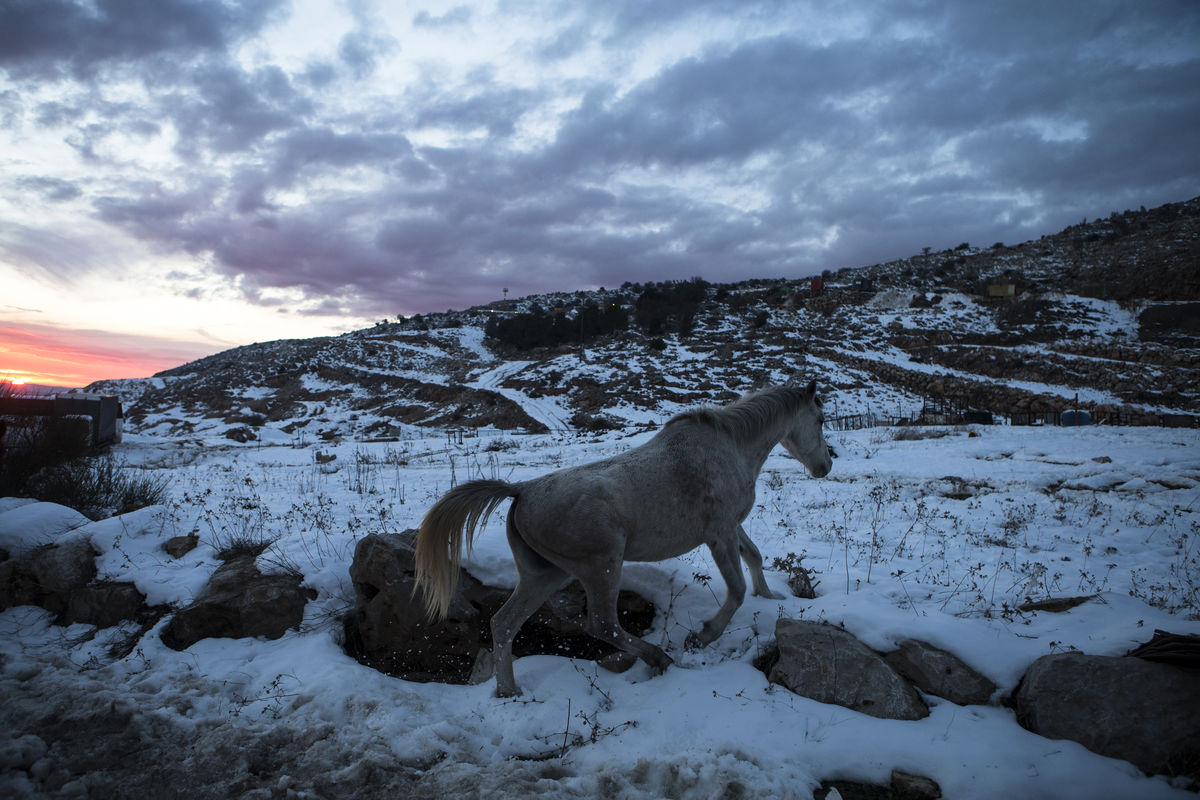 Um cavalo passeia na neve no Monte Hérmon nas colinas Sírias, junto à fronteira com Israel (REUTERS/Nir Elias)