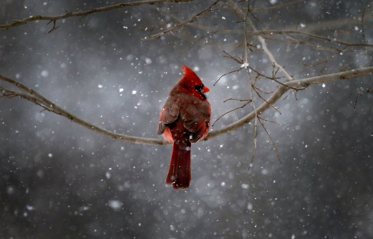 Um cardinal num ramo de árvore enquanto cai neve nos subúrbios de Nova Iorque, no zoo de Nyack (REUTERS/Mike Segar)