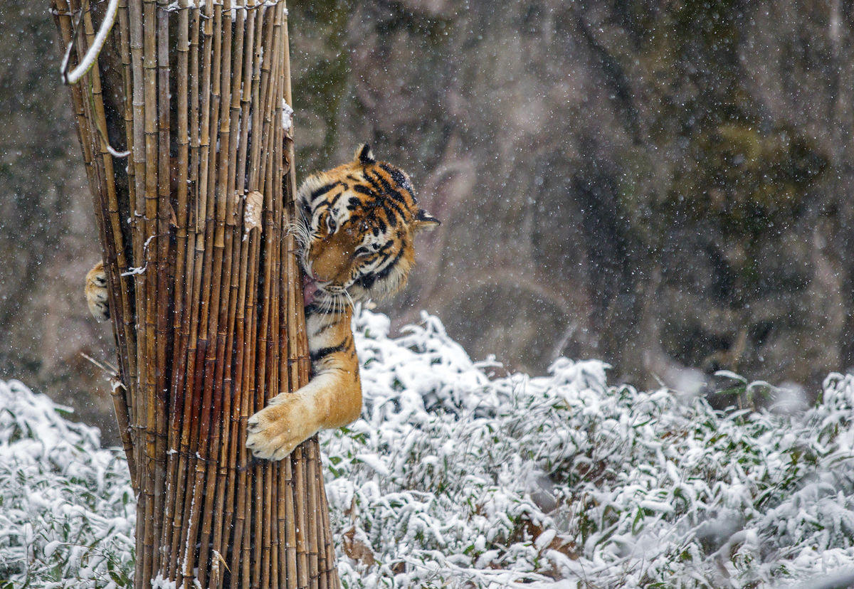 Um tigre aperta os bambus na neve no zoo em Hangzhou, província chinesa de Zhejiang (REUTERS/Stringer)
