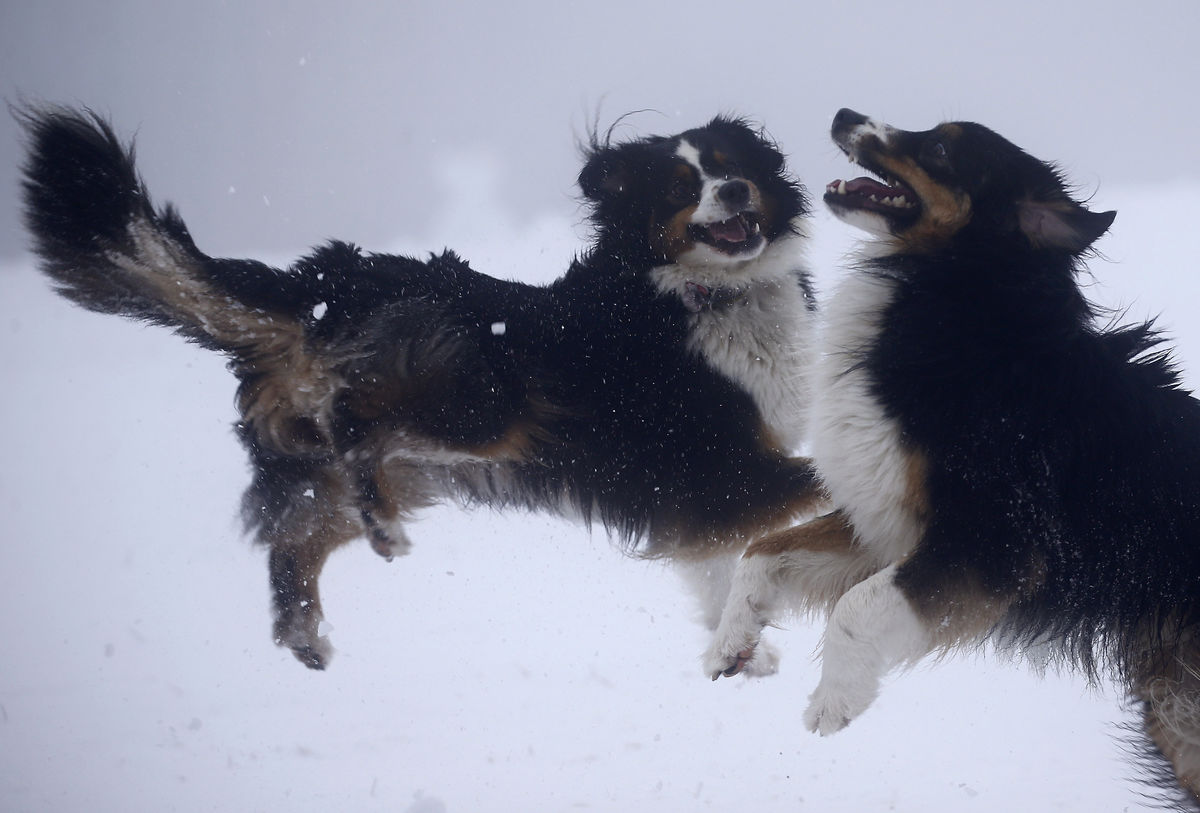 Dois cães saltam na Montanha de Feldberg, a 20 km de Frankfurt, Alemanha, após nevar pela primeira vez este ano (REUTERS/Kai Pfaffenbach)