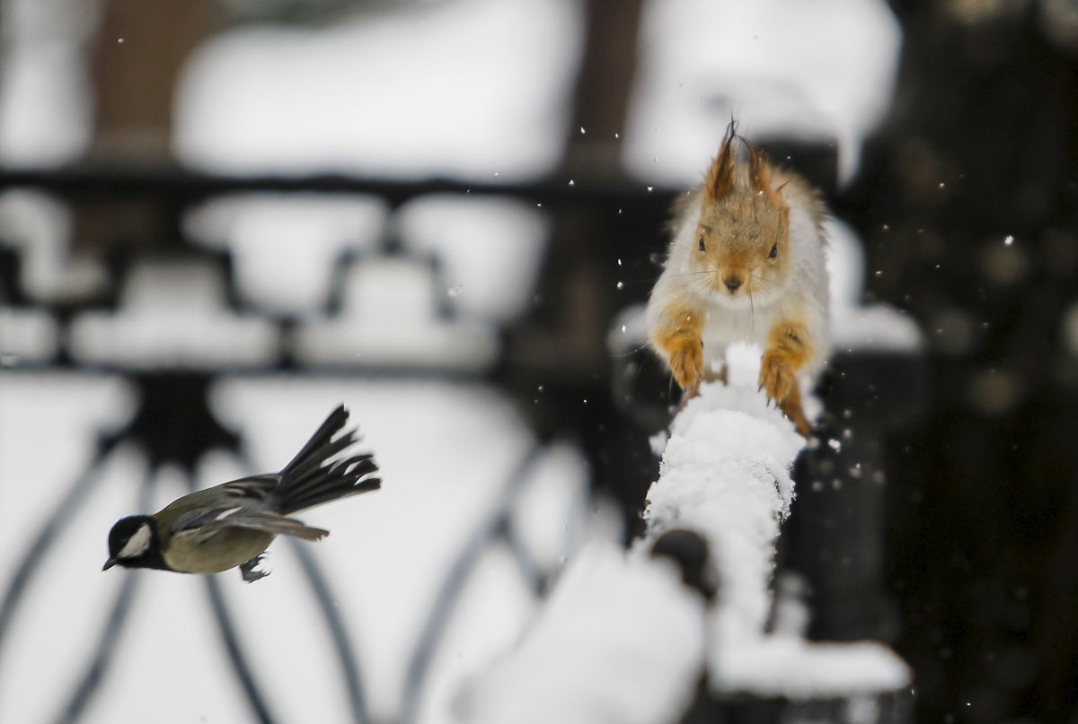 Uma petroica voa perto de um esquilo a correr depois de um nevão num parque de Almaty, Cazaquistão (REUTERS/Shamil Zhumatov)