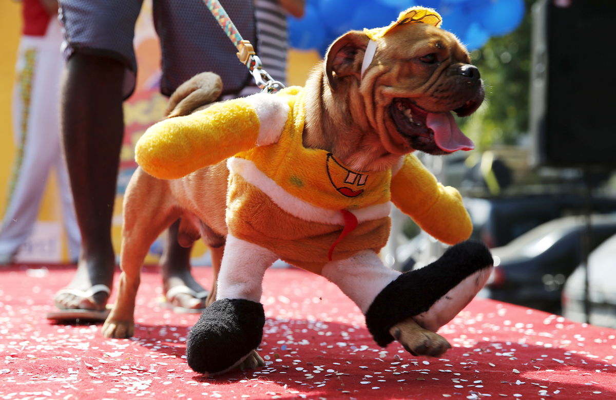 A dog takes part in the “Blocao” or dog carnival parade during carnival festivities in Rio de Janeiro