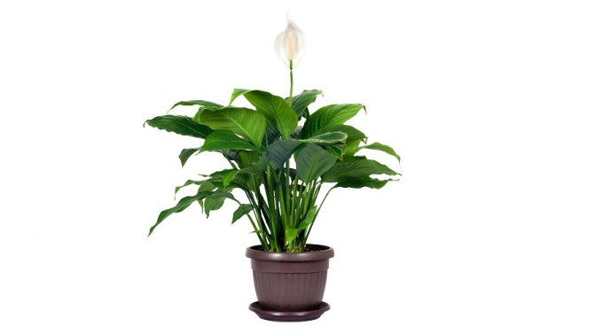 1. Peace Lily