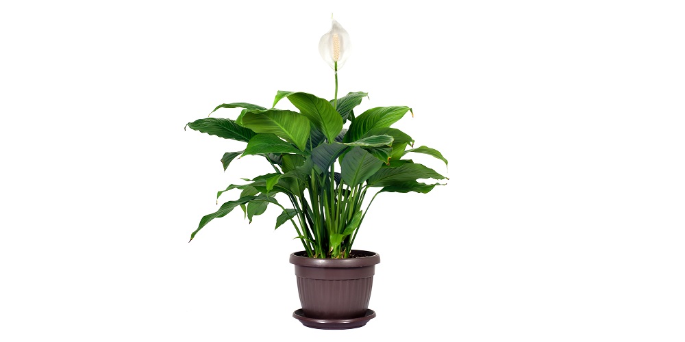 1. Peace Lily