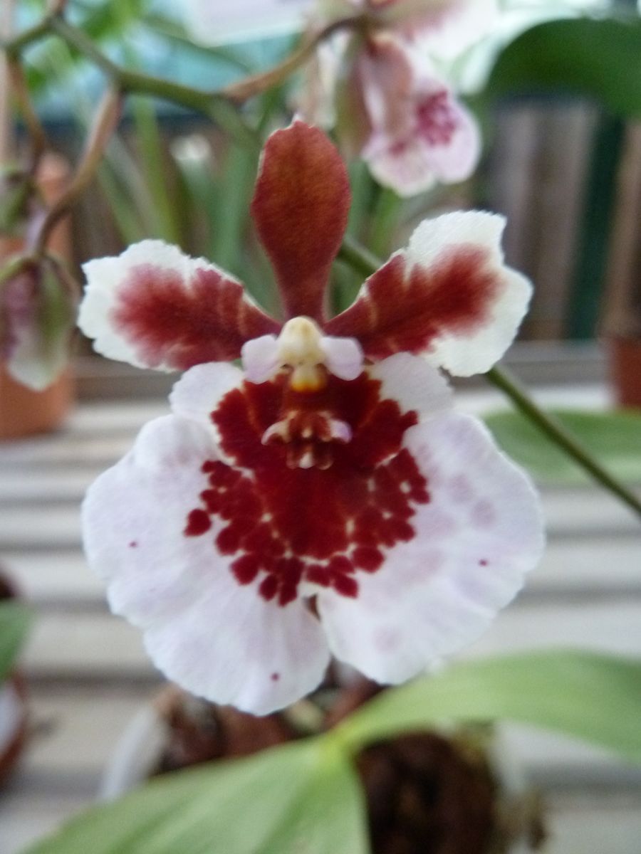 Orquídea: Tolumnia