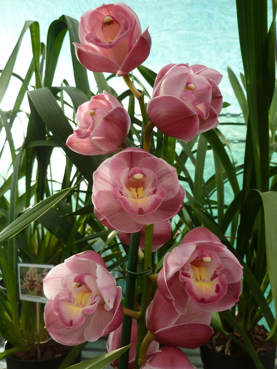 Orquídea: Cymbidium