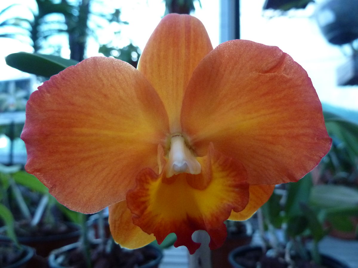 Orquídea: Sophrocattleya