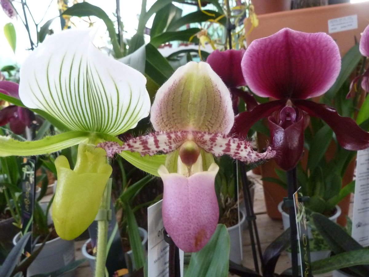 Orquídea: Paphiopedilum
