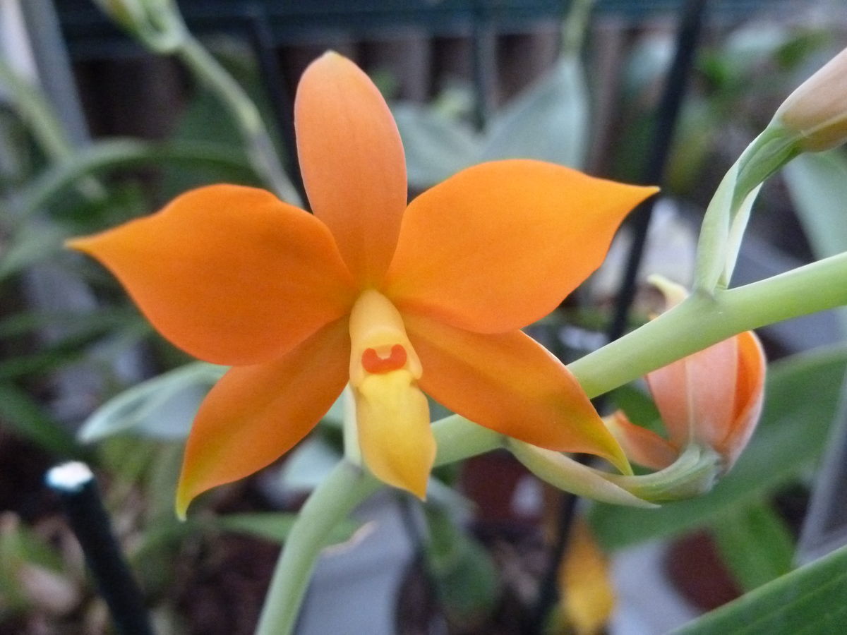 Orquídea: Encyclia