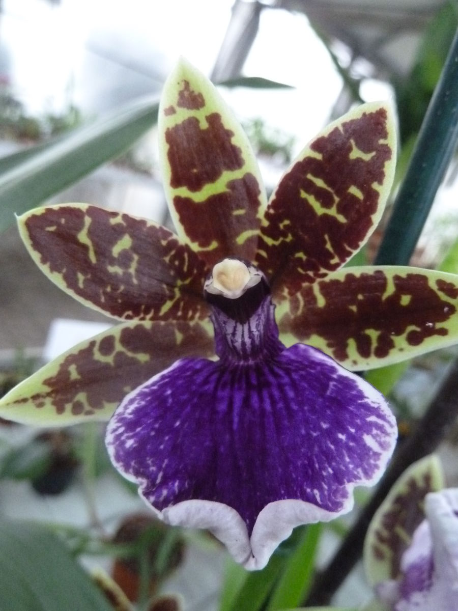 Orquídea: Zygopetalum