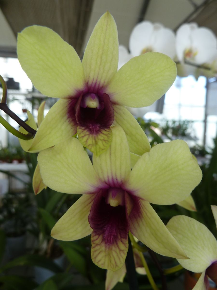 Orquídea: Dendrobium