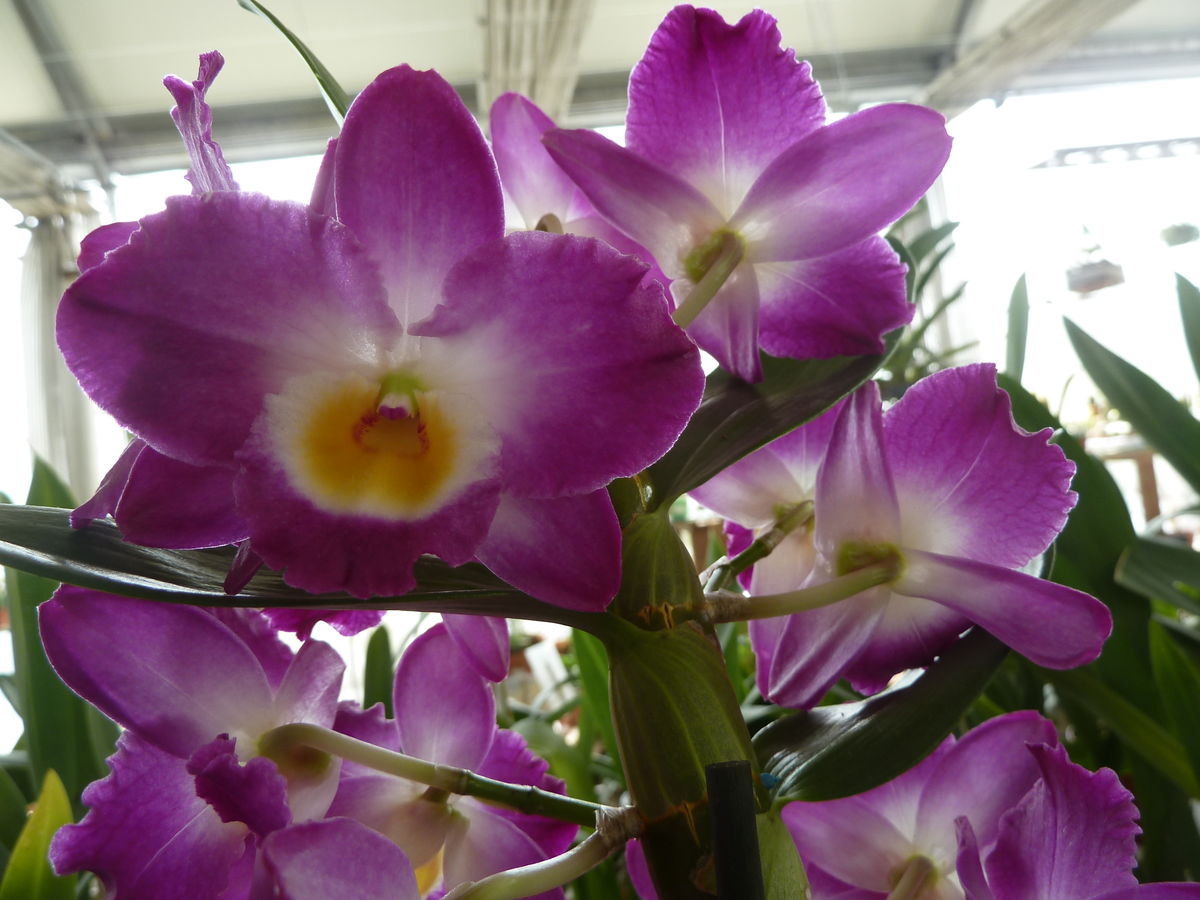 Orquídea: Dendrobium
