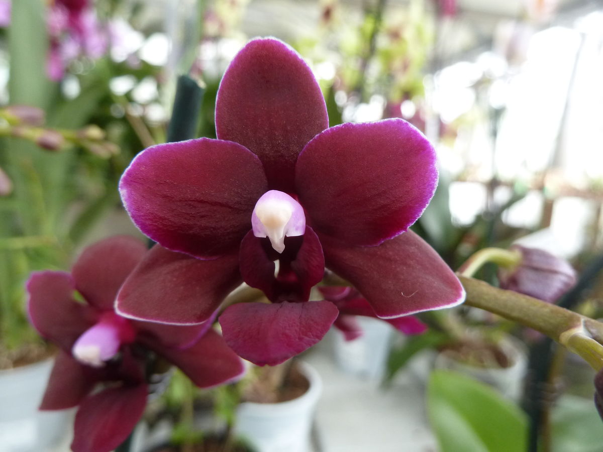Orquídea: Phalaenopsis