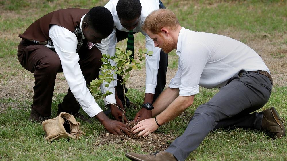 Prince Harry plants a tree during his official visit in St. John’s