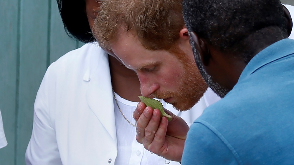 Prince Harry smells a leaf as he tours a high school during his official visit to Codrington