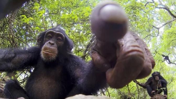 Um chimpanzé a tocar numa das criaturas robóticas da BBC