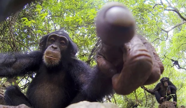 Um chimpanzé a tocar numa das criaturas robóticas da BBC