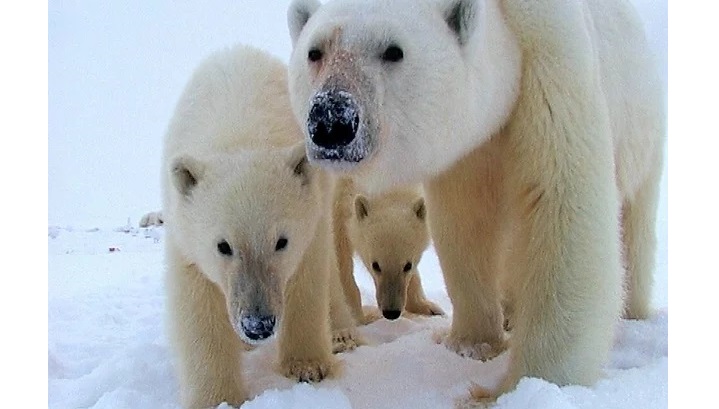 Ursos polares a aproximarem-se da câmara da BBC