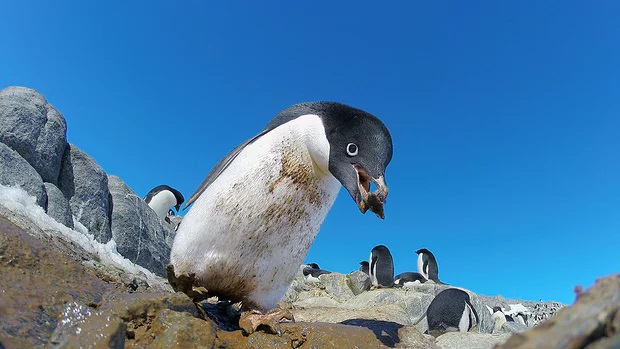 Pinguins na Antártida