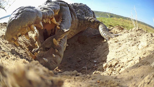 Uma mãe crocodilo com o filho na boca