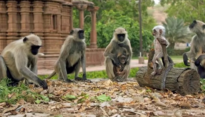 Um grupo de macacos que rodeia um robô da BBC