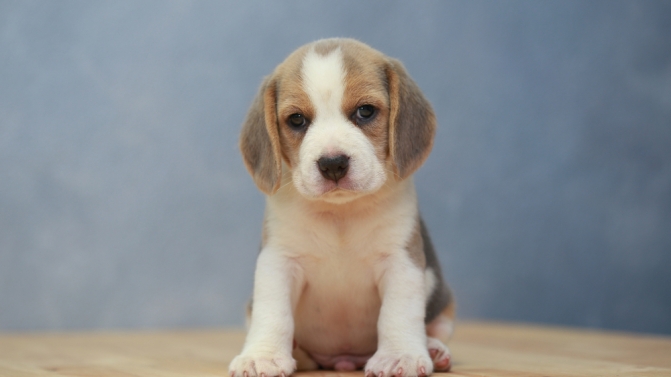 1-cao-beagle