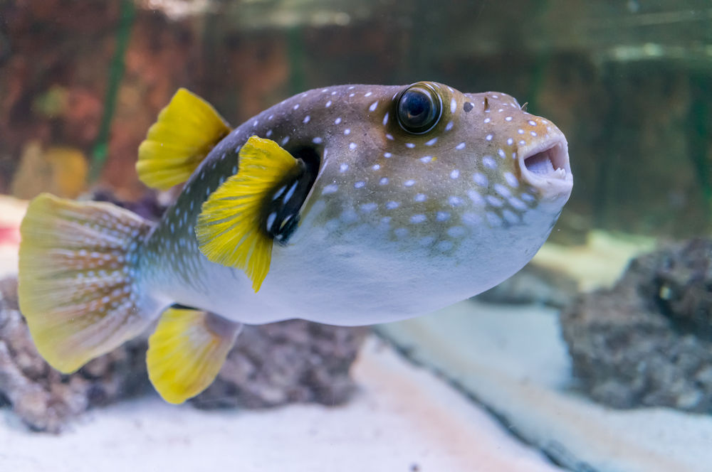 12-peixe-pufferfish