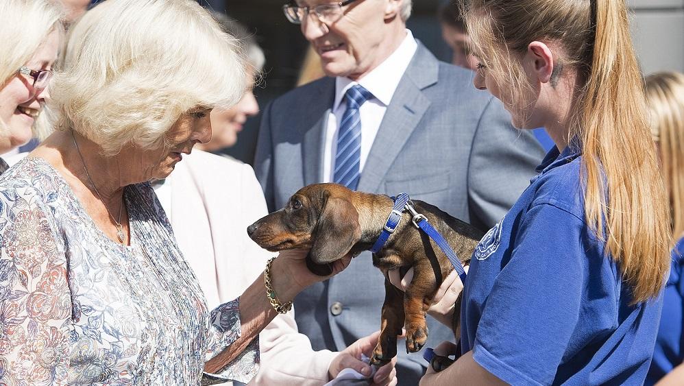Britain’s Camilla, Duchess of Cornwall, meets Toby, a four month old Dachshund, during her visit to Battersea Dogs & Cats Home in London