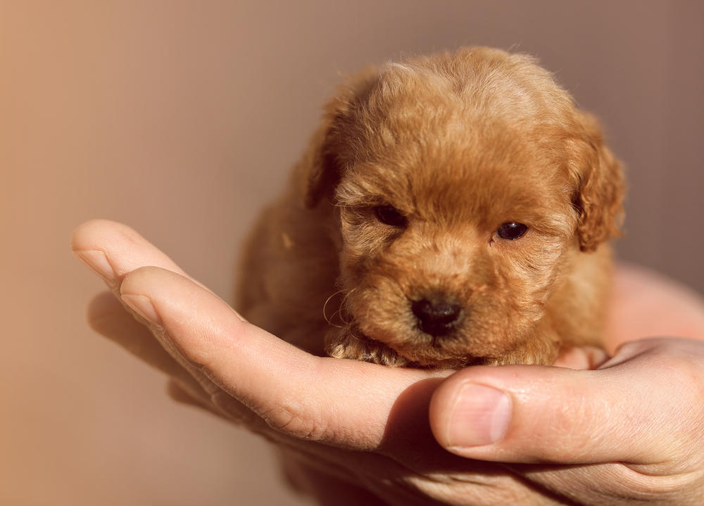 11 Miniature or toy poodle