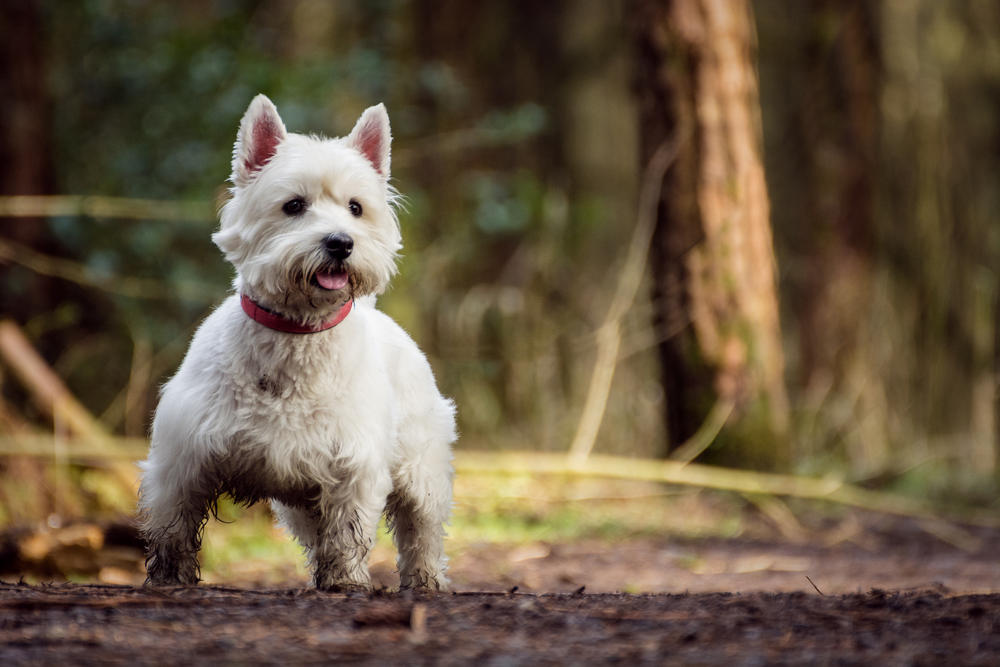 7 West Highland White Terrier