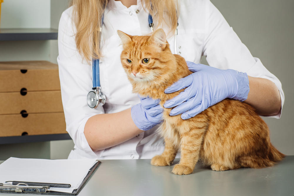 gatos veterinario