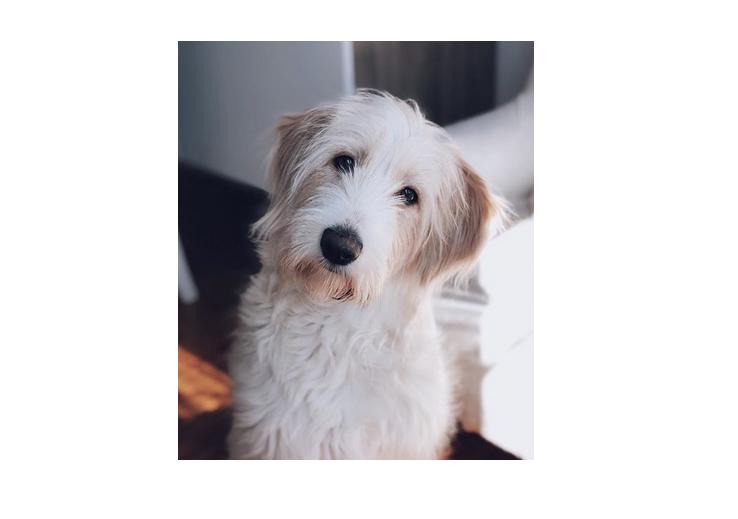 A Elsie é a cadela da youtuber Inês Rochinha e conta já com mais de 15 mil seguidores na sua conta @elsiedoggy