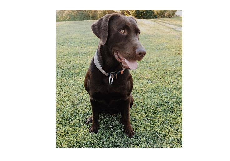 Rocky é o cão de uma das irmãs de Carolina Patrocínio, a Inês. E calma, que tem direito a instagram próprio, @rockymelo com quase dois mil seguidores