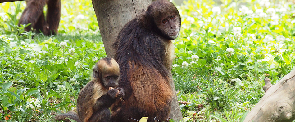 Macaco-capuchinho-de-peito-amarelo2