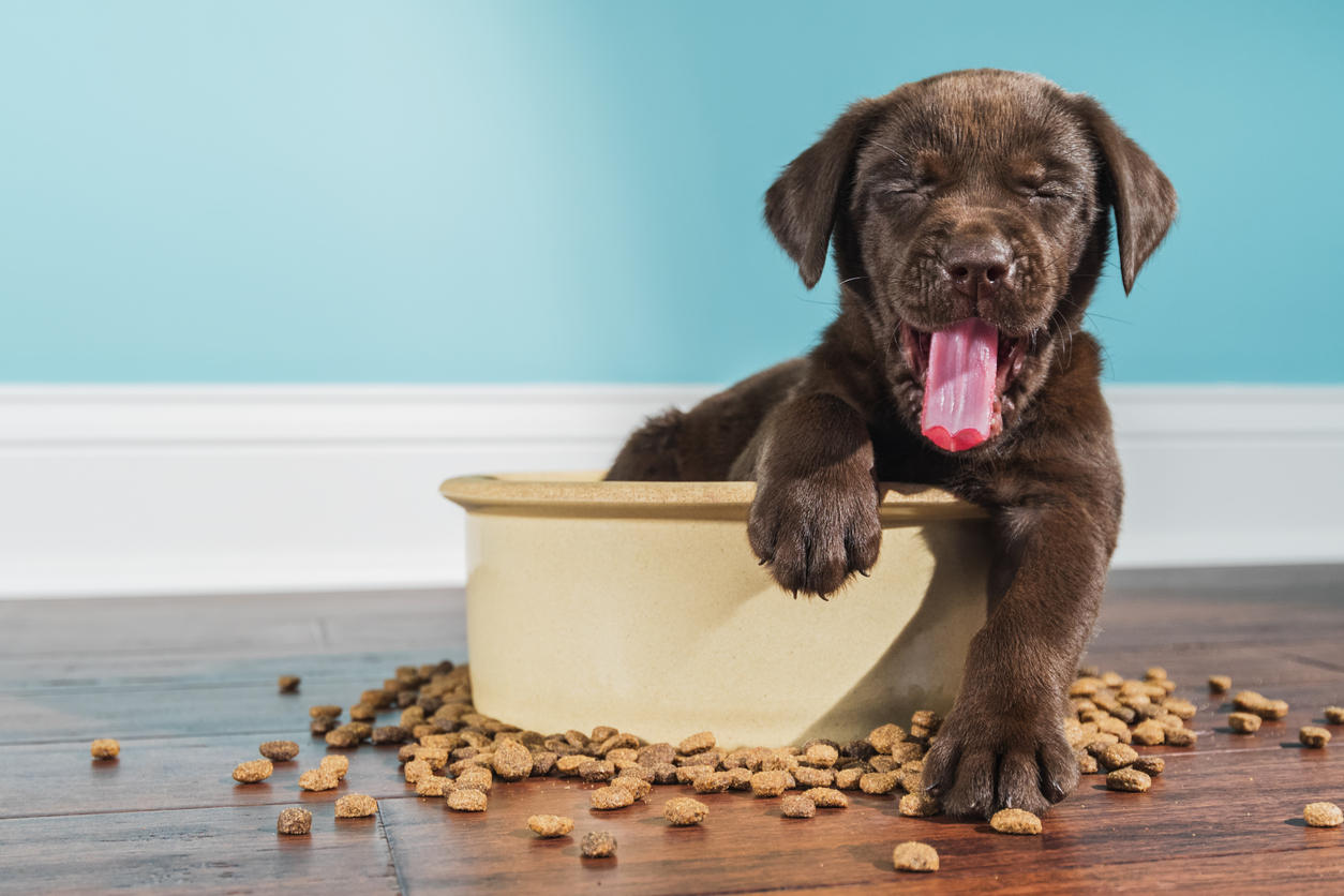 A yawning Chocolate Labrador puppy sitting in large dog bowl – 5 weeks old