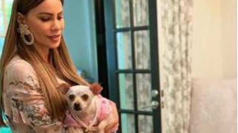 Sofia vergara cadela aniversário