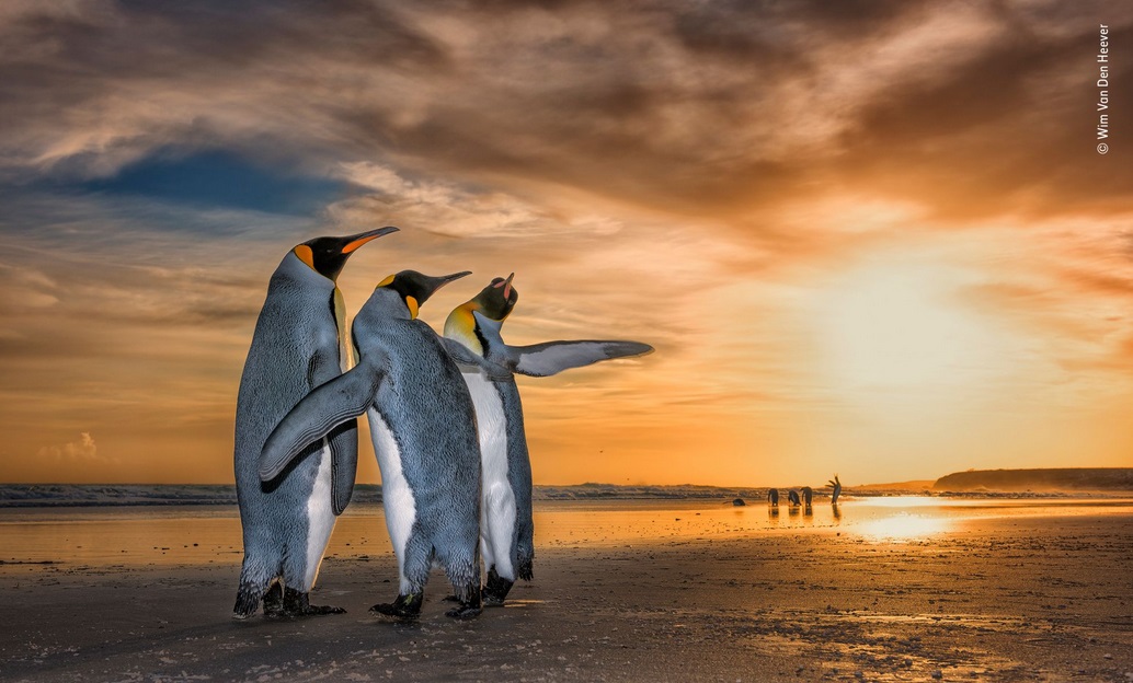 3 Pinguins