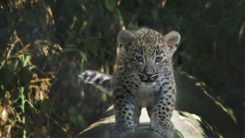 Leopardo da persia extinção jardim zoologico Zoo nascimentos