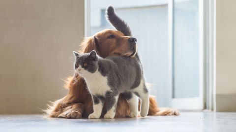 Pet Festival cuidados adotar animal cão gato
