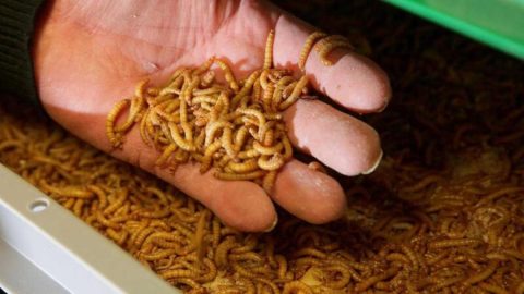 farinha larva escaravelho Santarém Thunder foods suplemnto proteico alimentar