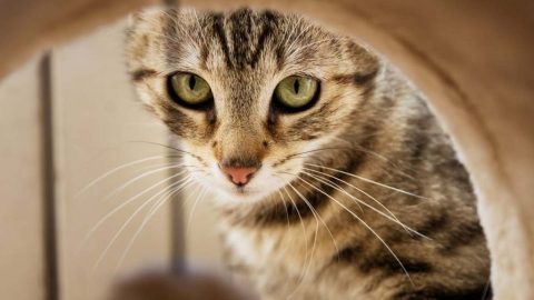 gatos excluídos competição Rússia Ucrânia FIFe
